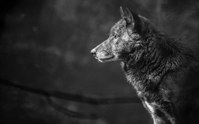 CODIR avec les loups ? C’est possible !